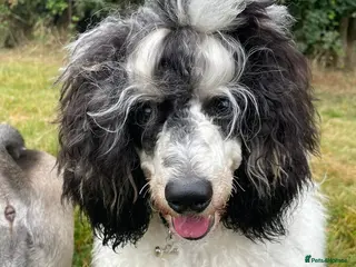 Miniature Poodle dogs Parti poodle for stud - Advert 21