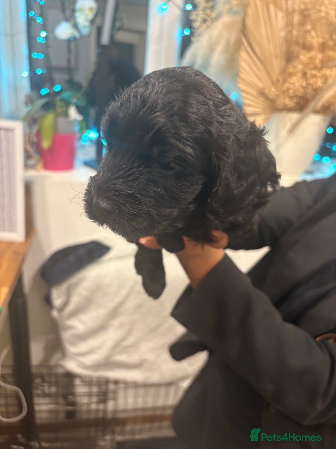 Cockapoo dogs for sale: Gorgeous Litter  - Advert 9