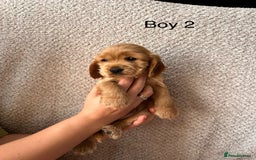 Cocker Spaniel dogs for sale: Golden English Show Cocker Spaniel puppies - Image 12