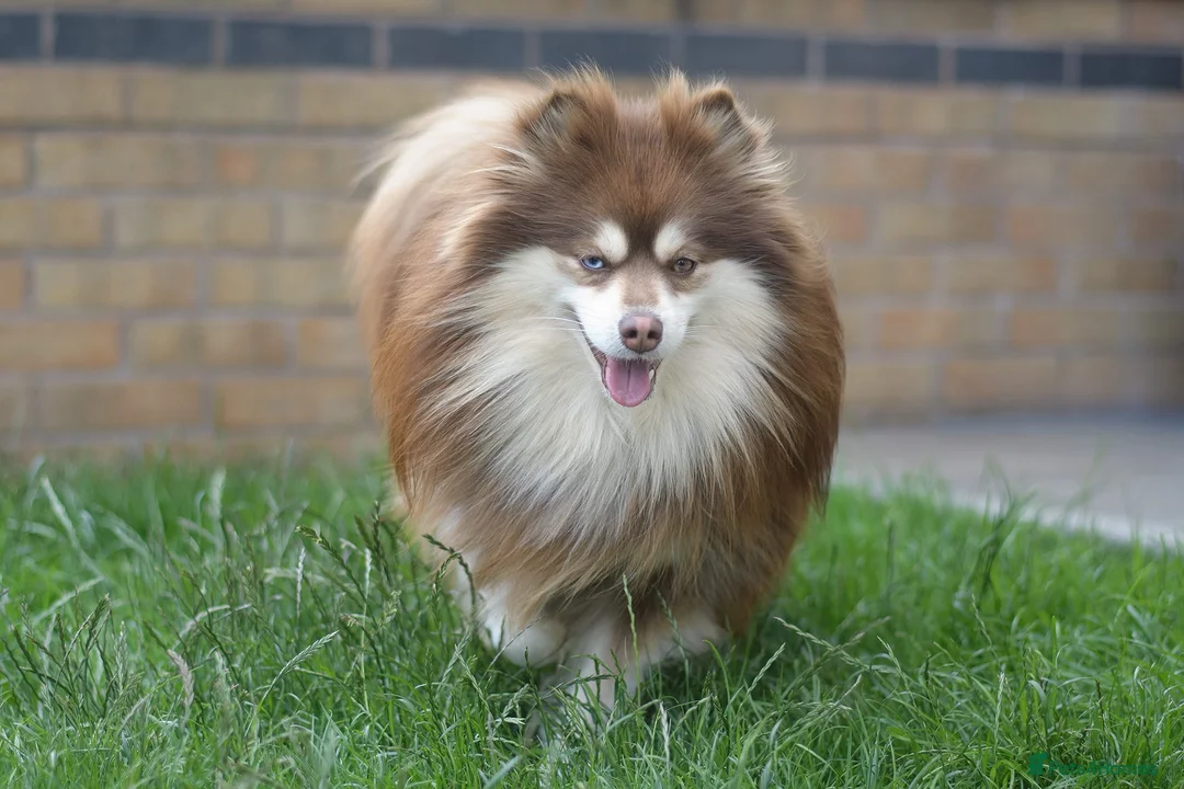 Pomsky dogs for stud:  Reggie the F3 pomsky for stud  - Advert 2