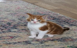 Maine Coon cats for sale: Maine Coon cross boy , ready 15th of October ber  - Image 2
