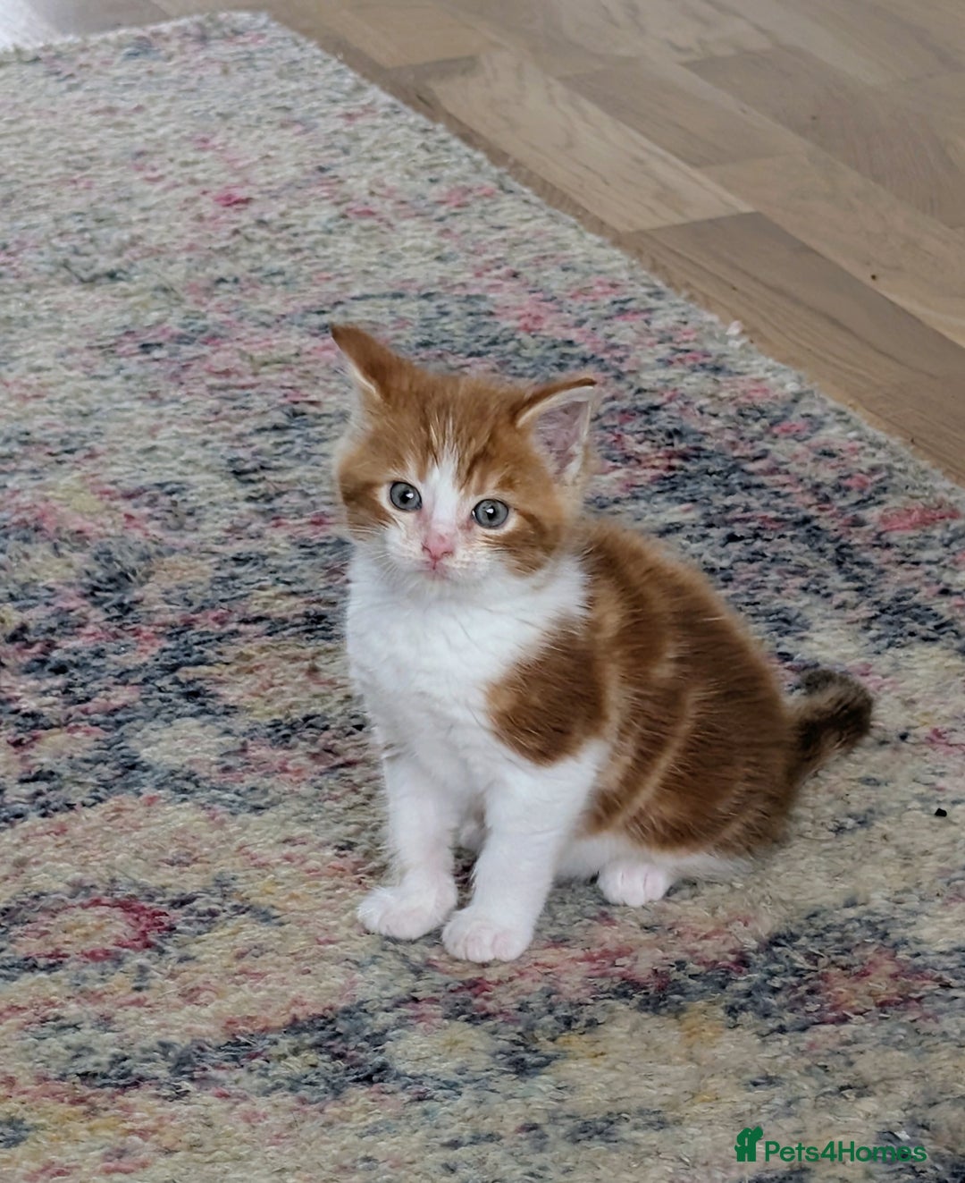 Maine Coon cats for sale: Maine Coon cross boy , ready 15th of October ber  - Image 2