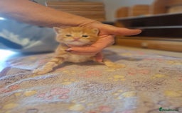 Mixed Breed cats for sale: 1 kitten left ready  2nd sept  - Image 19