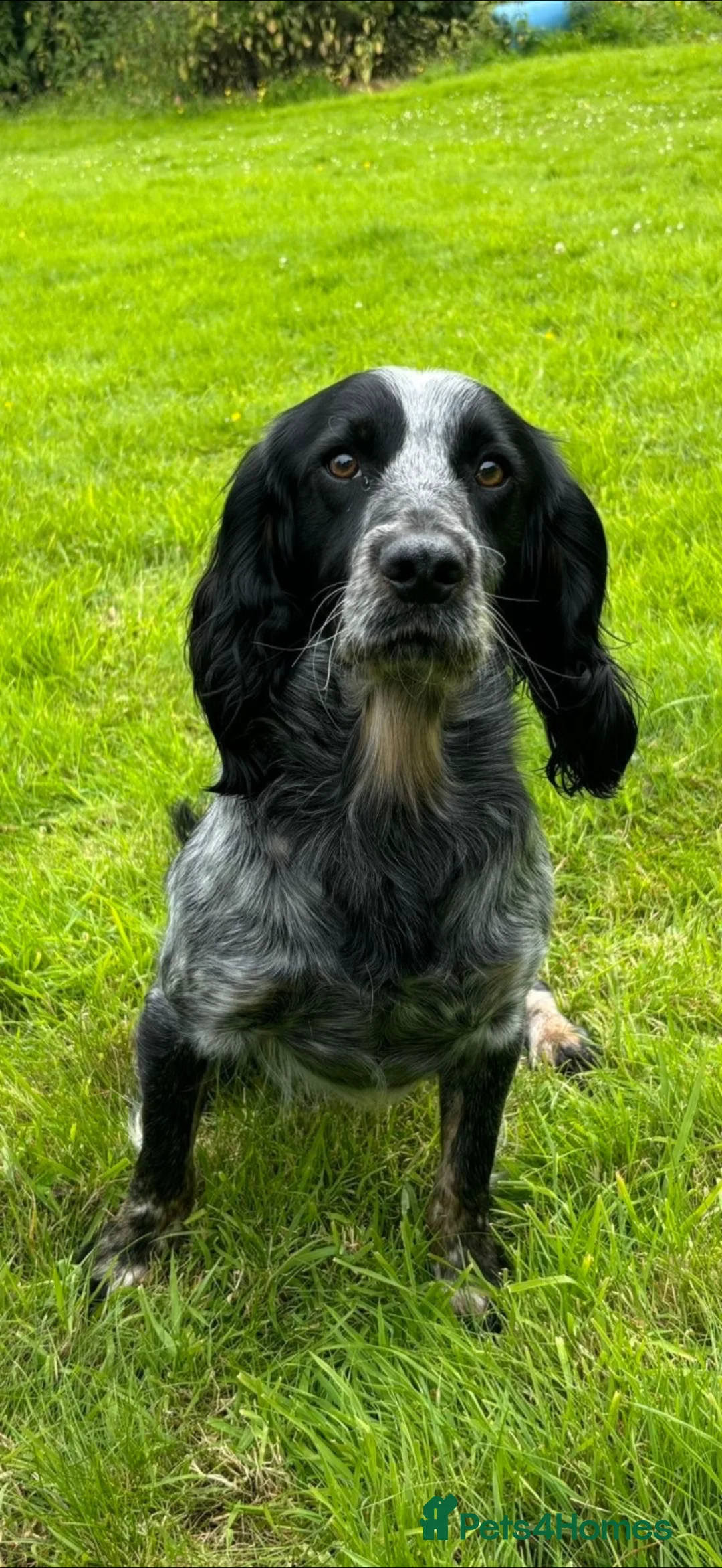 Cocker Spaniel dogs for sale: Cocker spaniel puppies  in Roslin - Advert 7