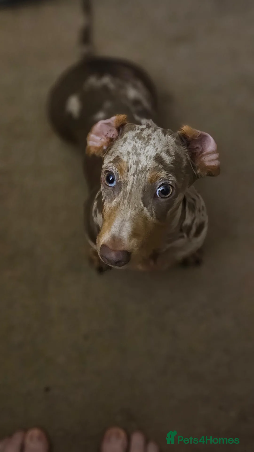 Miniature Dachshund dogs for sale: Wilfred 8 Month Old Miniature Dachshund  - Advert 4