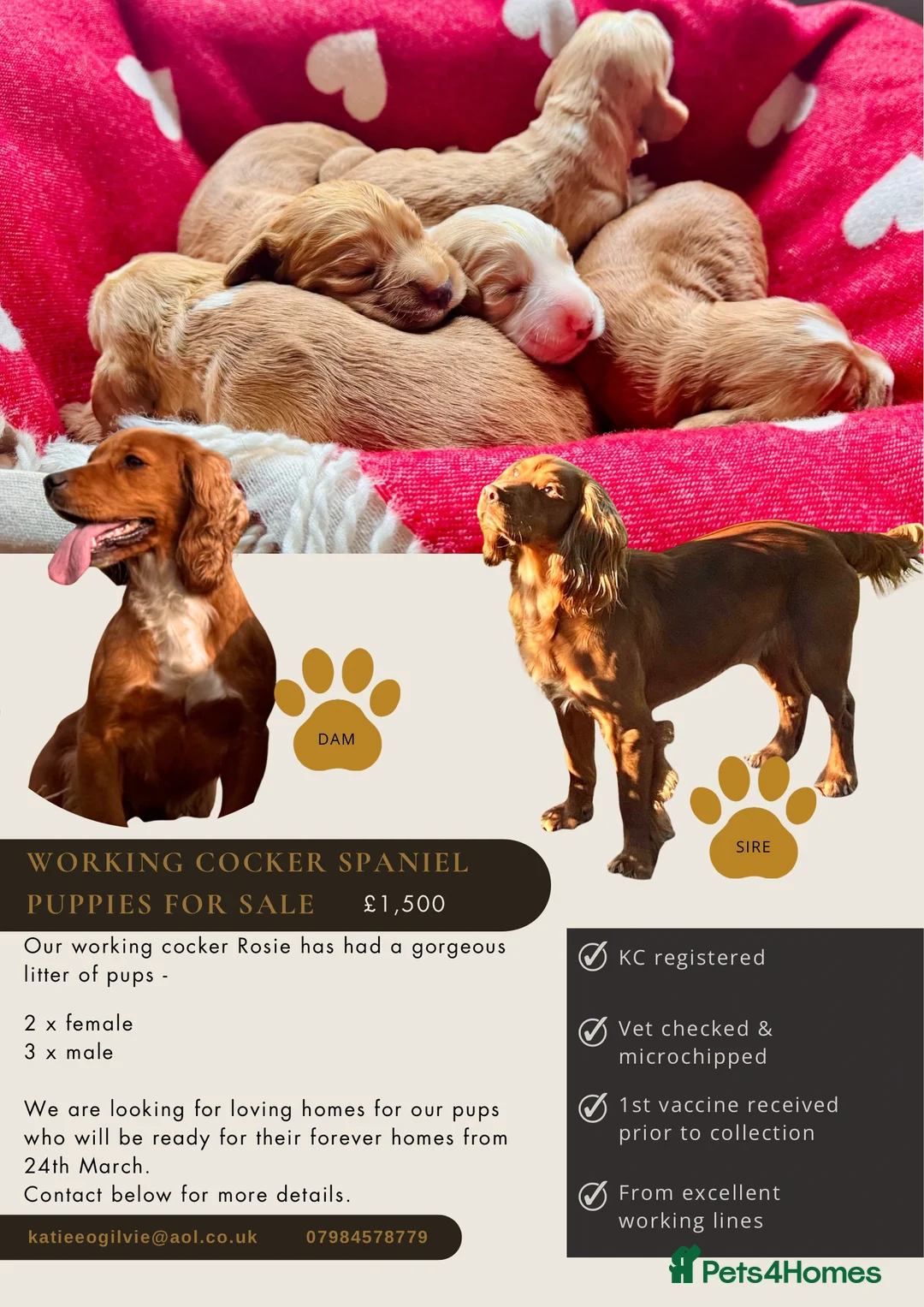 Cocker Spaniel dogs for sale: KC Working Cocker Spaniel Puppies in North Berwick - Advert 3