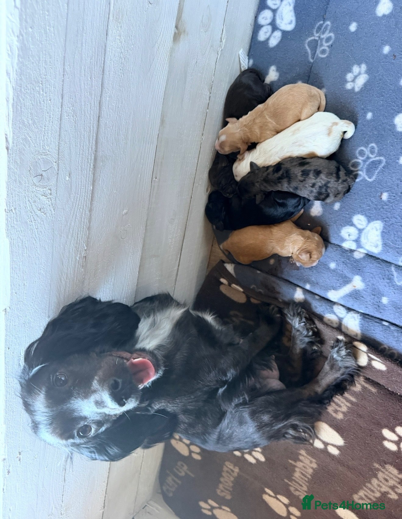 Cocker Spaniel dogs Working cocker spaniel puppies  - Advert 2
