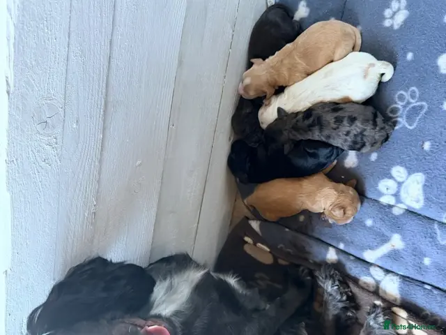 Cocker Spaniel dogs for sale: Working cocker spaniel puppies - Advert 2