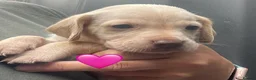 Mixed Breed dogs for sale: Beautiful Cocker GoldMaraner puppies  - Advert 14