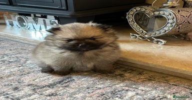 Pomeranian dogs - Advert 2