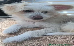 Chinese Crested dogs for sale: beautiful Chinese crested Cream Hairy Hairless boy - Image 8