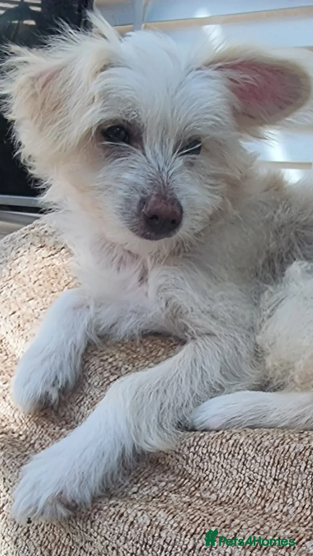 Chinese Crested dogs for sale: beautiful Chinese crested Cream Hairy Hairless boy - Image 8