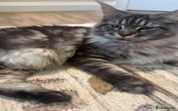 Maine Coon cats for sale: Maine coon mix fluffy grey and creme kittens - Image 10