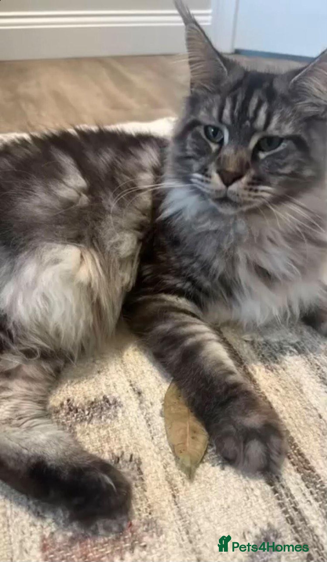 Maine Coon cats for sale: Maine coon mix fluffy grey and creme kittens - Image 10