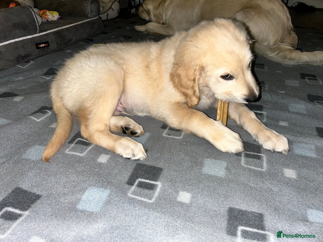 Golden Retriever dogs for sale: Golden retriever puppy  - Advert 5