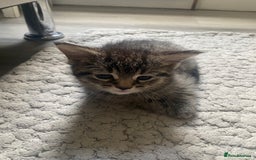 Mixed Breed cats for sale: Sweet Little Kittens Searching for Forever Home - Image 13