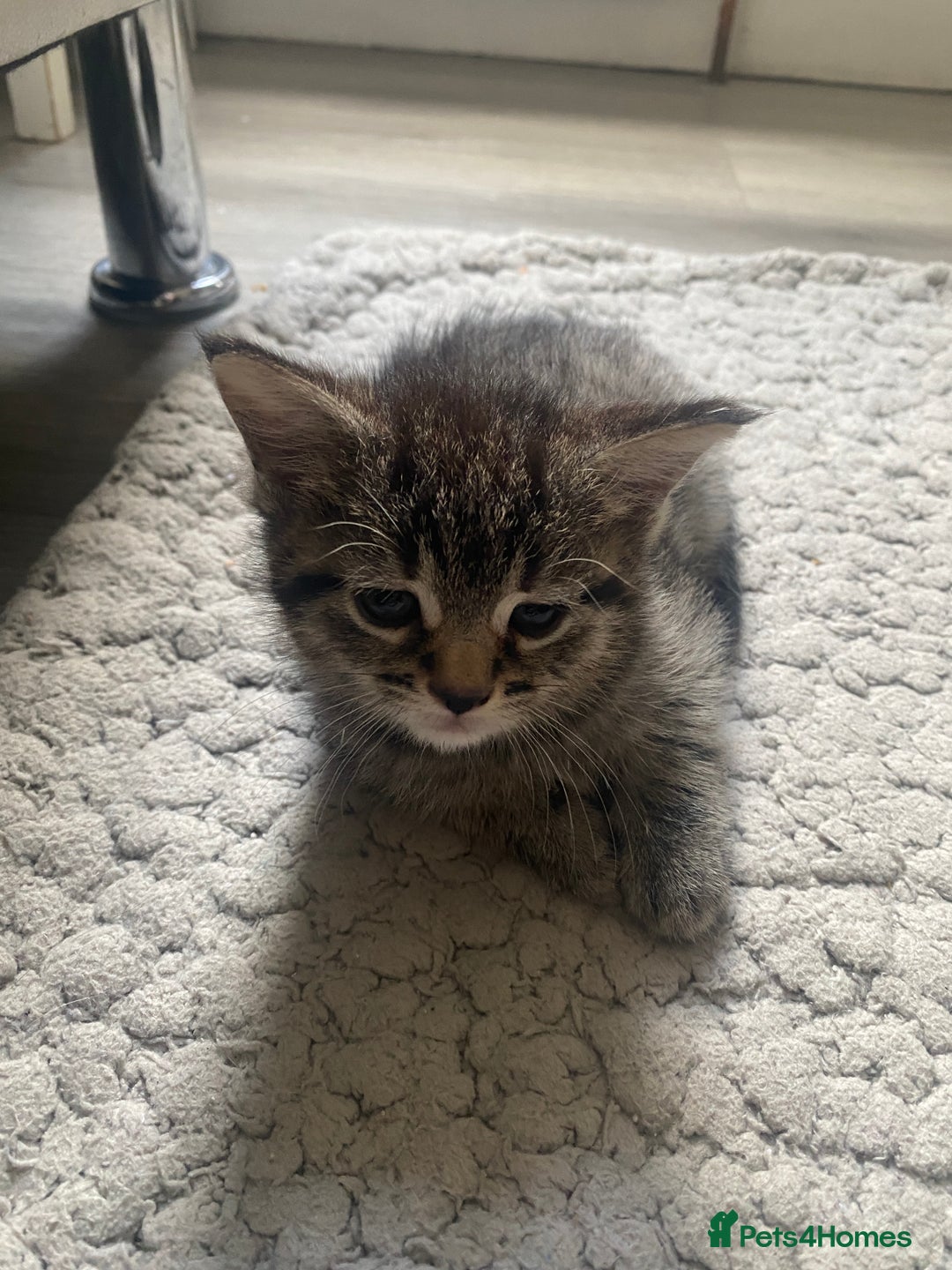 Mixed Breed cats for sale: Sweet Little Kittens Searching for Forever Home - Image 13