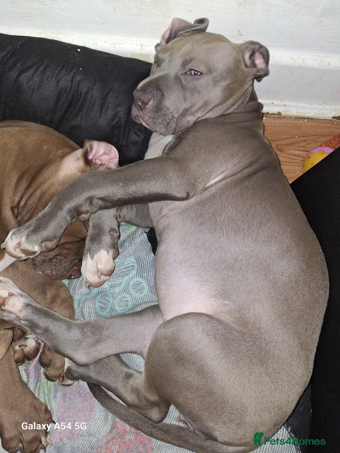 American Bulldog dogs for sale: 11 little hearts need their forever home - Advert 15