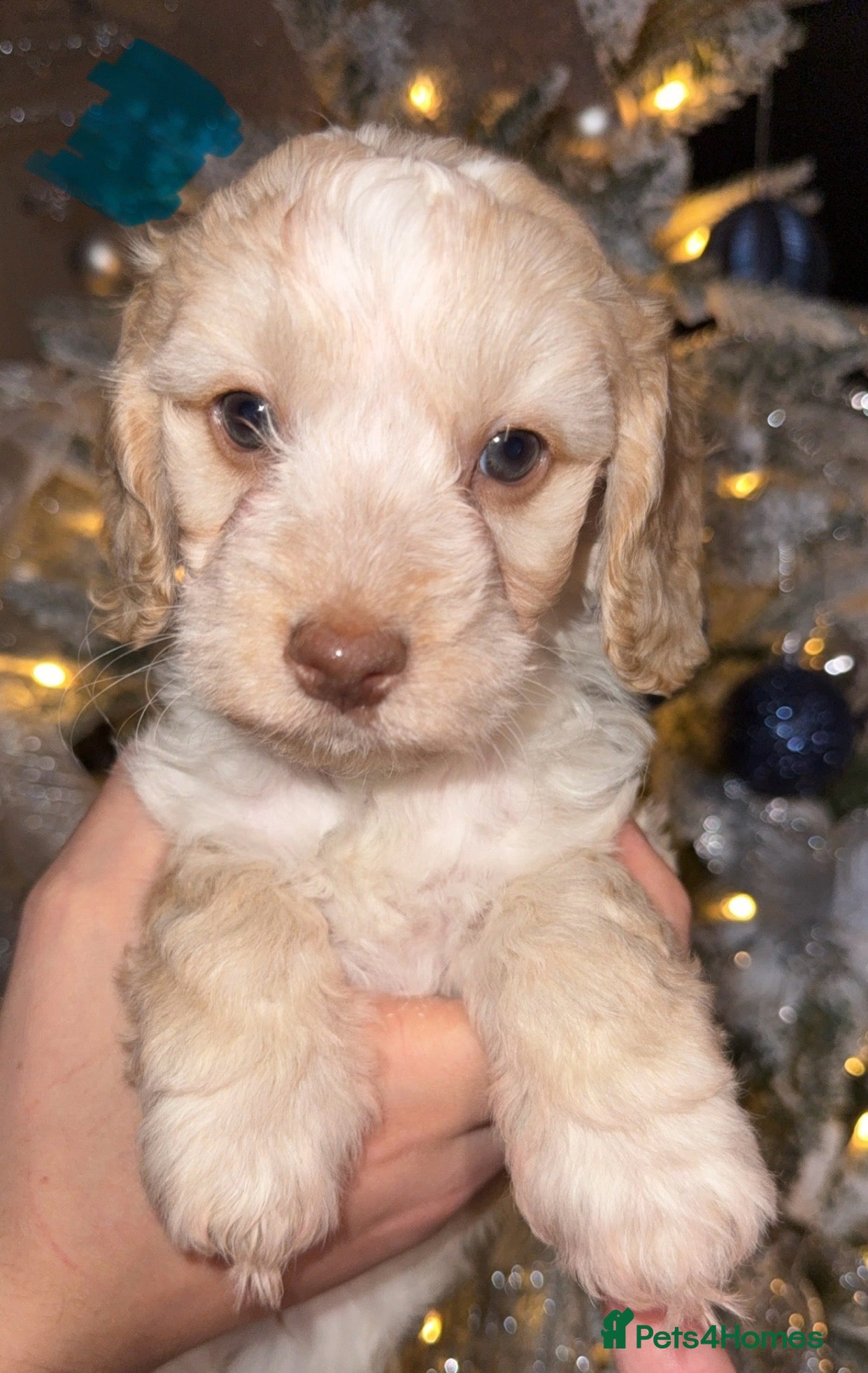 Cockapoo dogs Stunning F1 Cockapoos 🐾🐶 - Advert 18