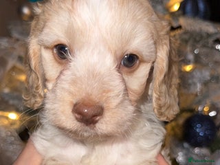 Cockapoo dogs Stunning F1 Cockapoos 🐾🐶 - Advert 16