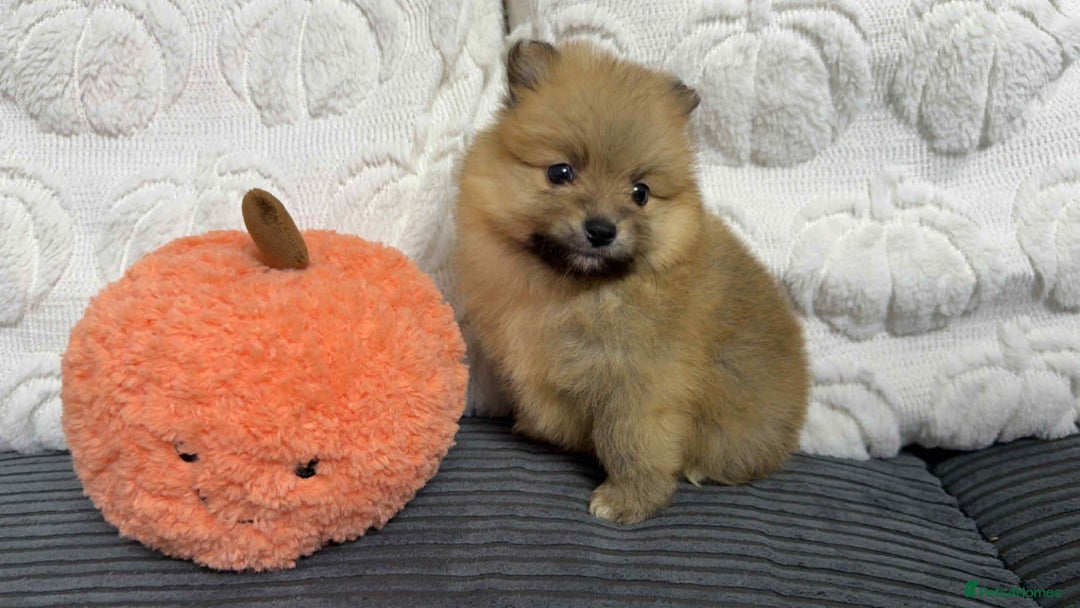 Pomeranian dogs for sale: ✨ Fluffy Pomeranian Puppies – Ready in October! - Image 1