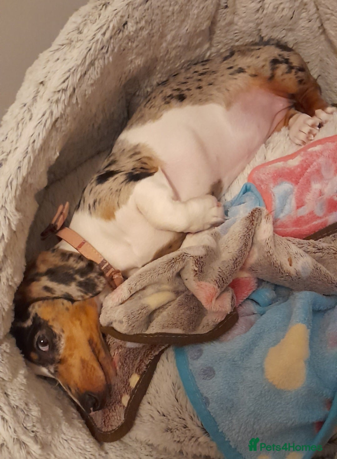 Miniature Dachshund dogs for sale: Piebald Miniature dachshund daisy  - Image 2