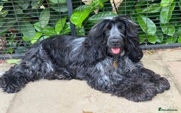 Cockapoo dogs for sale: TOY Cockapoo/ SHOW type F1 / License - Image 31
