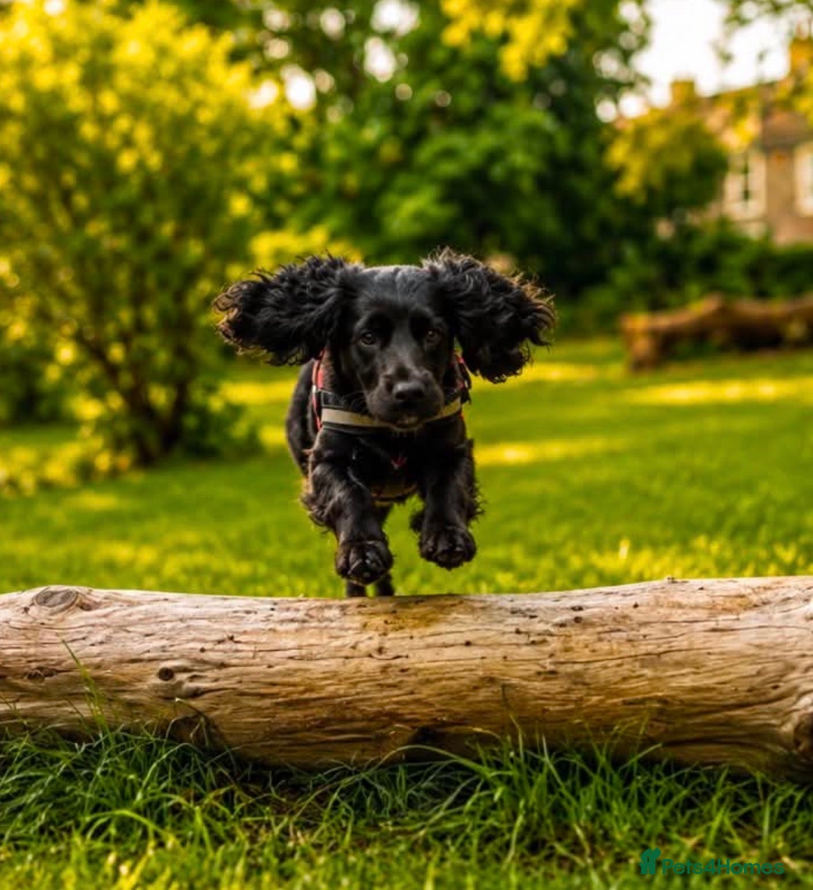 Cocker Spaniel dogs Beautiful cocker spaniel - Advert 18