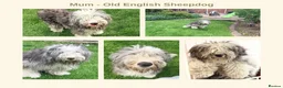 Mixed Breed dogs for sale: EXCLUSIVE LITTER: F1 Old English Bordeaux Puppies! - Advert 11