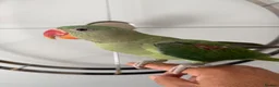 Parrots birds for sale: Beautiful Young Alexandrian Parrot – With Cage - Advert 2