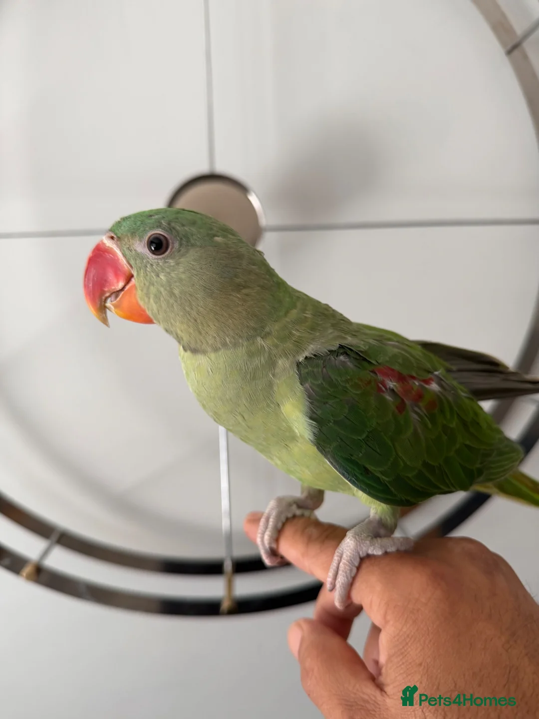 Parrots birds for sale: Beautiful Young Alexandrian Parrot – With Cage - Advert 2