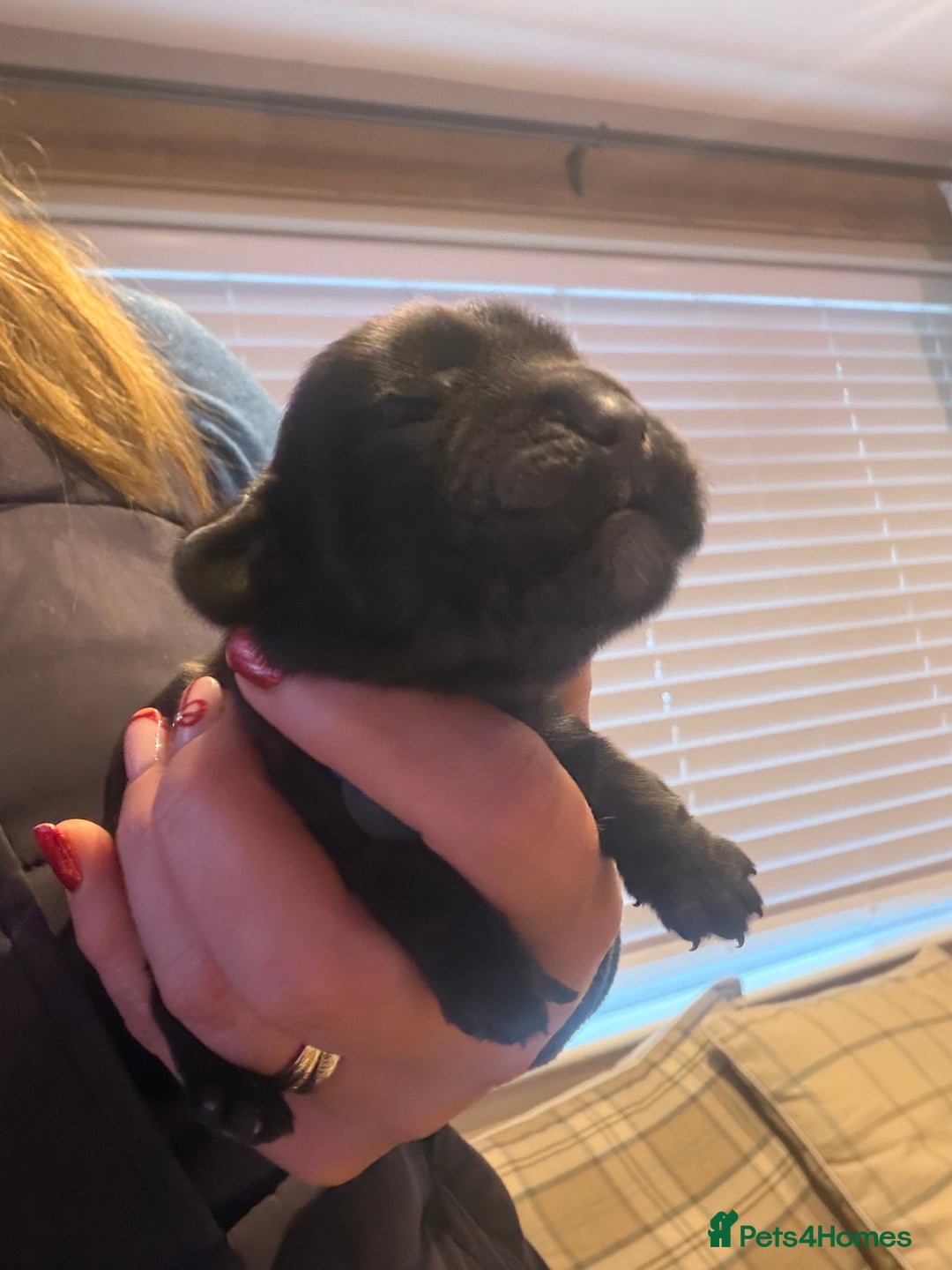 Cocker Spaniel dogs for sale: KC Registered Show Cocker puppies  - Advert 12