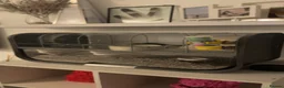 Gerbil rodents for sale: Pair of male gerbils  in Pevensey - Advert 9