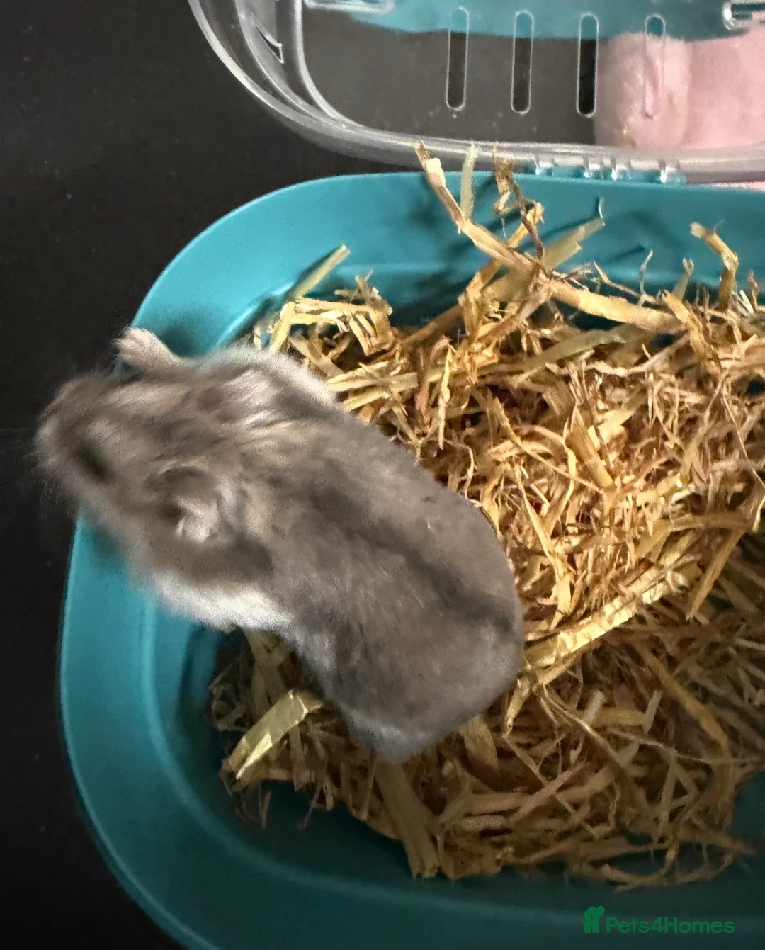 Hamster rodents for sale: Russian dwarf hamster. Perfect first pet  - Advert 3