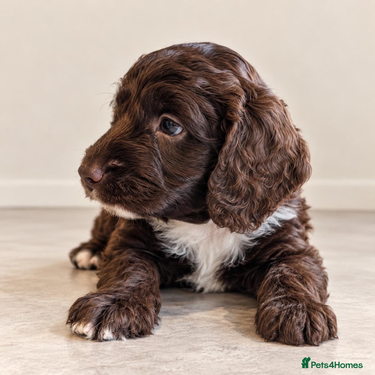 Mixed Breed dogs Beautiful Sproodle Puppies - Advert 18