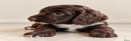 Mixed Breed dogs for sale: Beautiful Sproodle Puppies ready In 1 week! - Advert 2