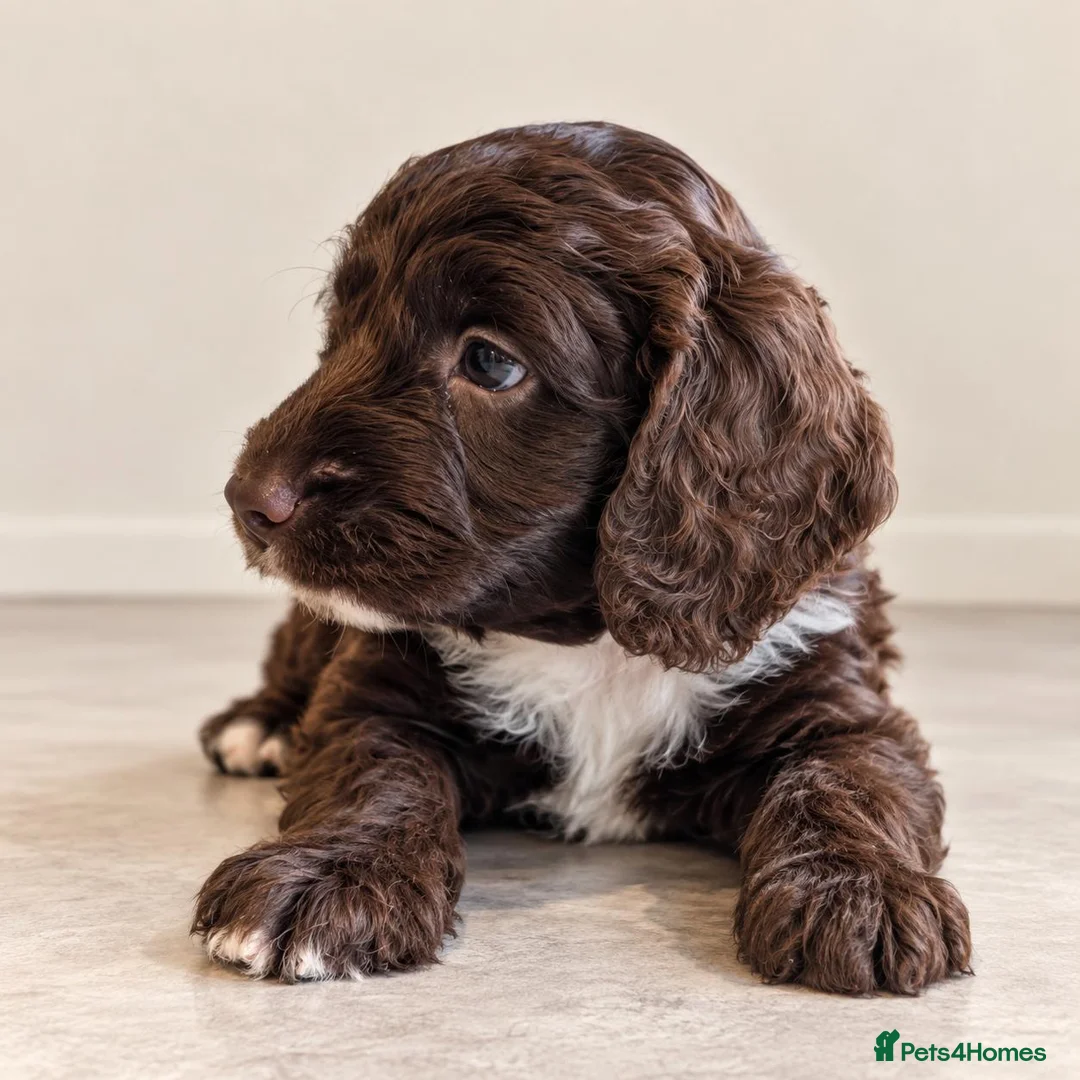 Mixed Breed dogs for sale: Beautiful Sproodle Puppies ready In 1 week! - Advert 2