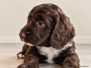 Mixed Breed dogs Beautiful Sproodle Puppies - Advert 18