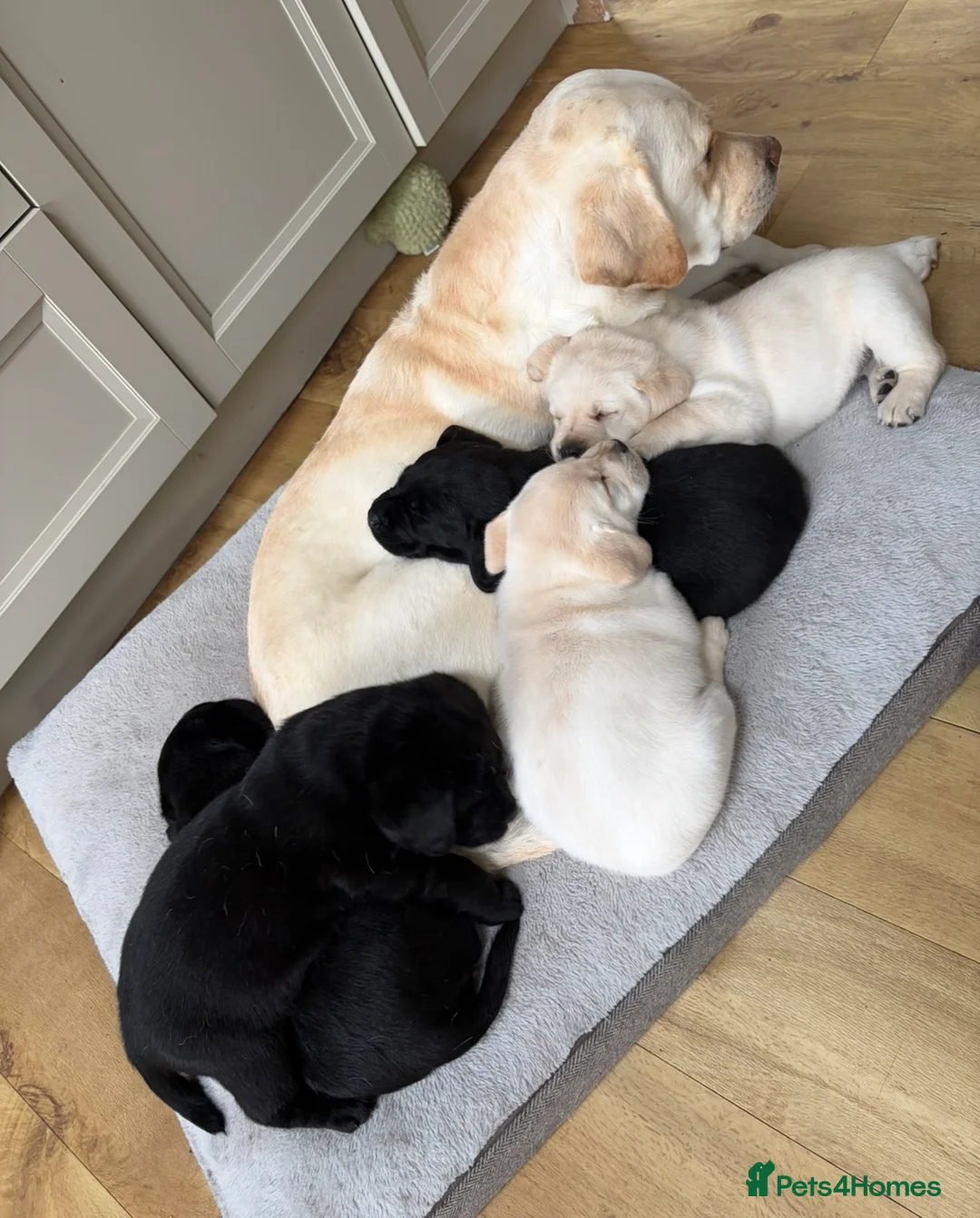 Labrador Retriever dogs for sale: Chunky Show Type Black Boy Labrador Puppy - Advert 1