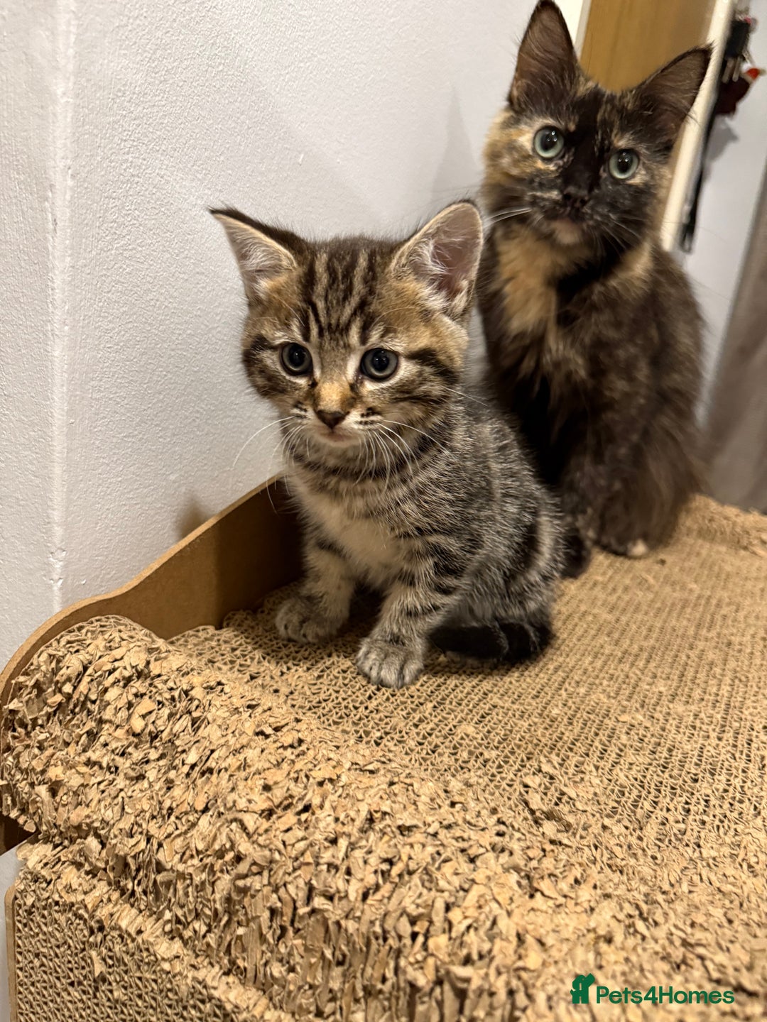 British Shorthair cats for sale: Gorgeous kittens  - Advert 23