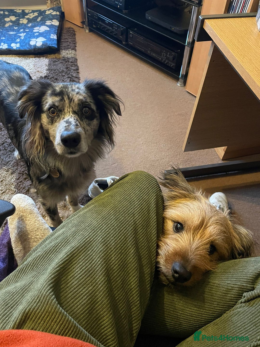 Mixed Breed dogs for sale: Flash 🐾 Looking for an active home - Image 5