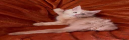 Maine Coon cats for sale: Bear Paw (🐾🐻 polydactyl) Maine Coon kittens TICA - Advert 19