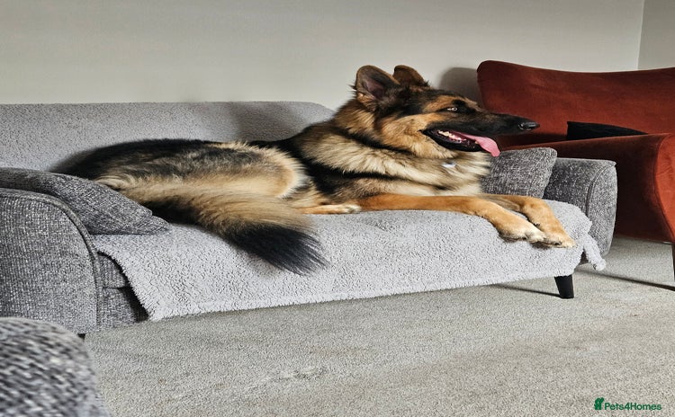 German Shepherd dogs - Advert 1