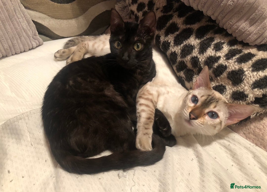Bengal cats for sale: Well socialised kittens & retired breeding females - Advert 34
