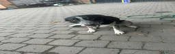 Bearded Collie dogs for sale: Border Collie  - Advert 4