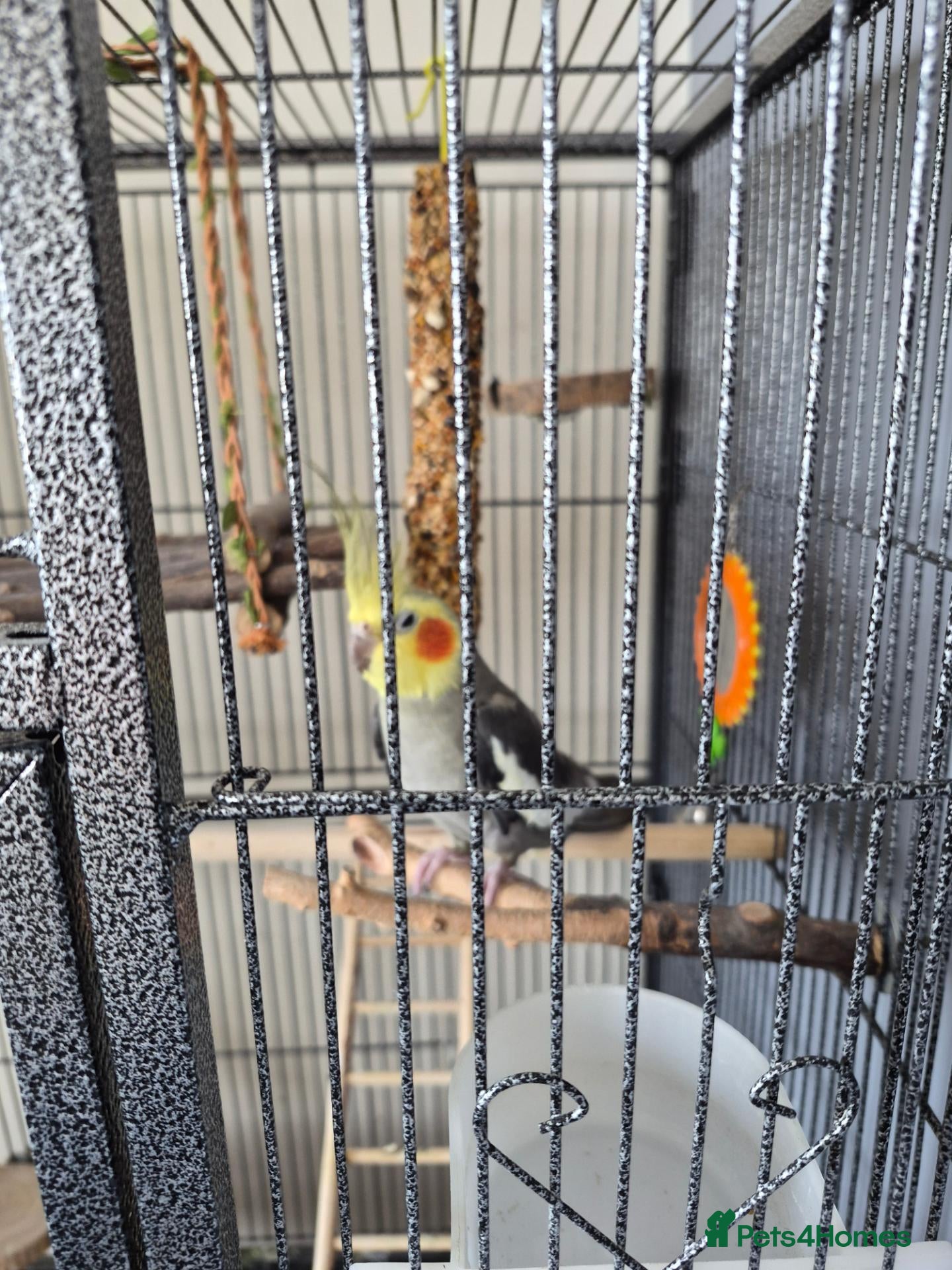 Cockatiels birds Cockateil for sale with cage  - Advert 1