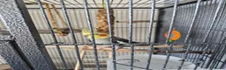 Cockatiels birds for sale: Cockateil for sale with cage  in Weston-super-Mare - Advert 1