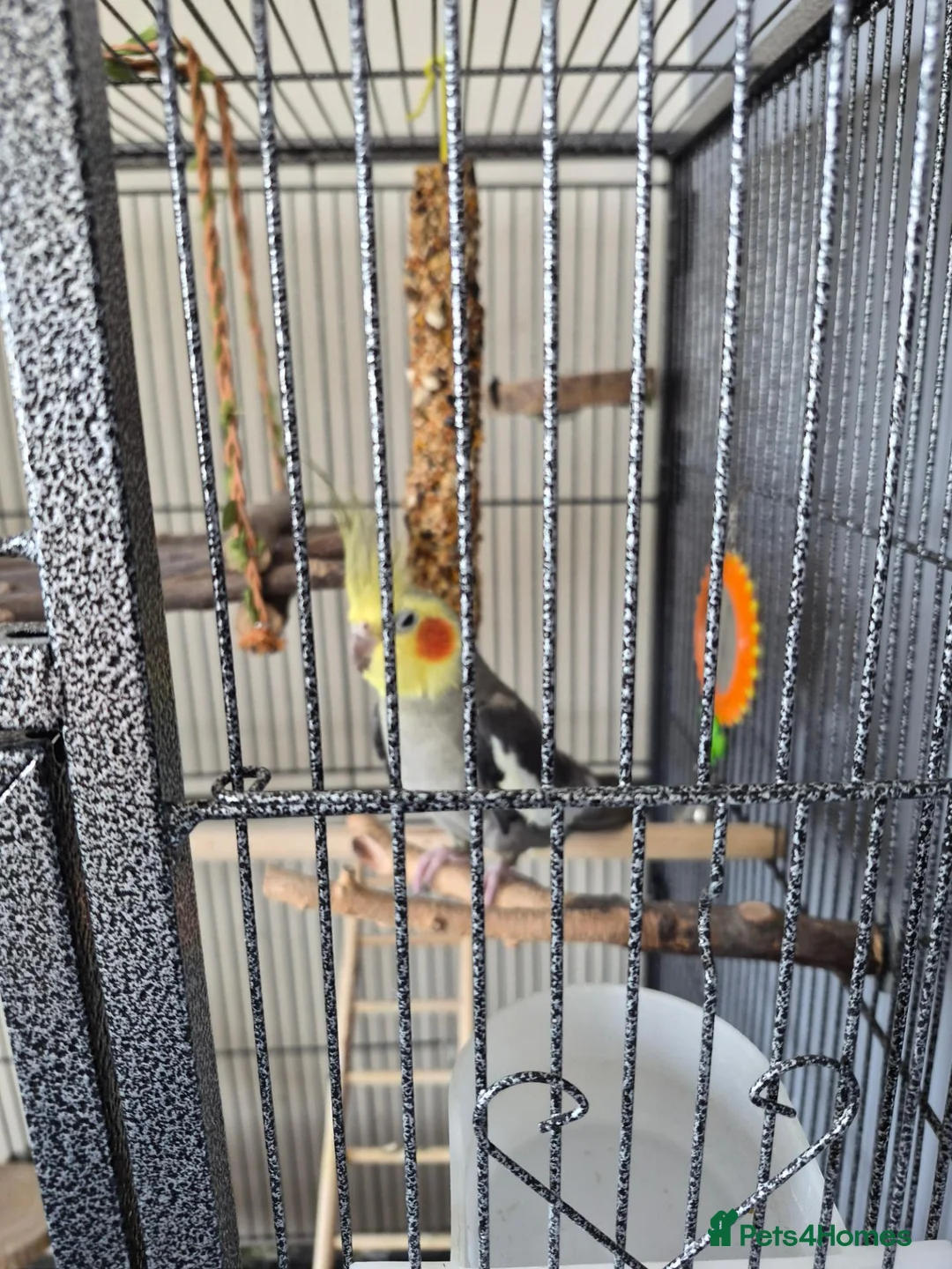 Cockatiels birds for sale: Cockateil for sale with cage  in Weston-super-Mare - Advert 1