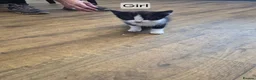 Mixed Breed cats for sale: Kittens for sale  - Advert 3