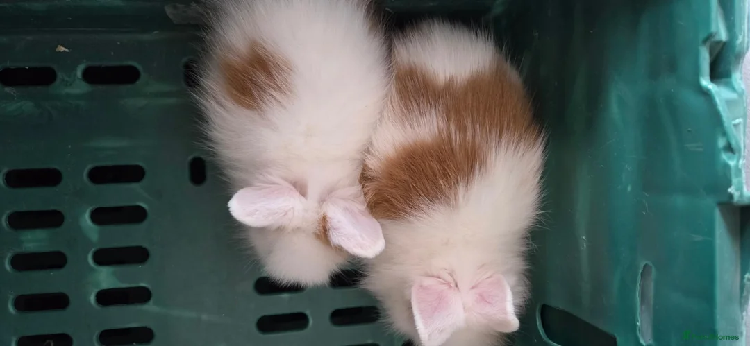 Lionhead rabbits for sale: 2 beautiful purebred lionhead rabbits - Advert 10
